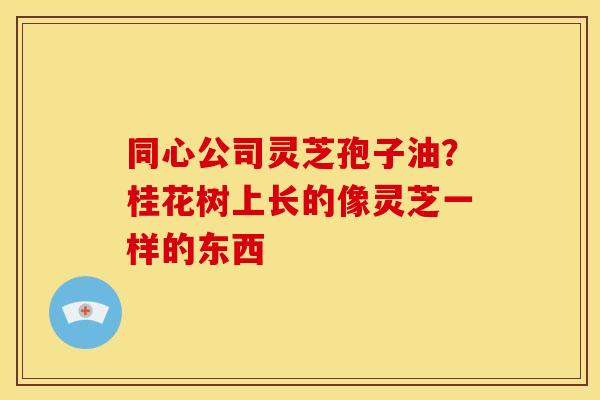 同心公司灵芝孢子油?桂花树上长的像灵芝一样的东西