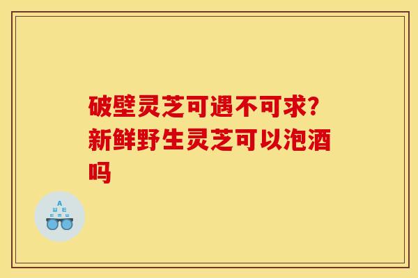 破壁灵芝可遇不可求?新鲜野生灵芝可以泡酒吗