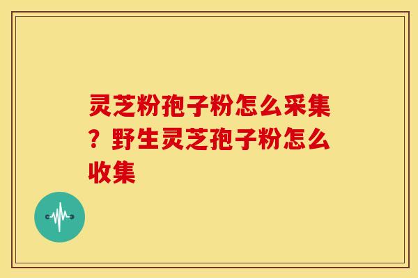 灵芝粉孢子粉怎么采集？野生灵芝孢子粉怎么收集
