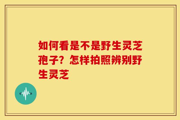 如何看是不是野生灵芝孢子？怎样拍照辨别野生灵芝