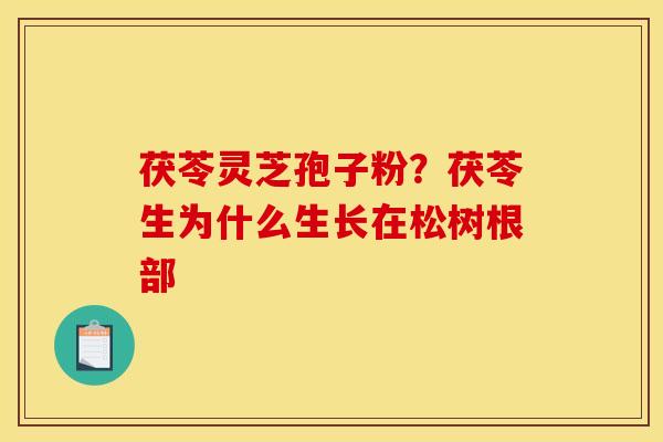 茯苓灵芝孢子粉？茯苓生为什么生长在松树根部