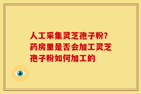 人工采集灵芝孢子粉？药房里是否会加工灵芝孢子粉如何加工的
