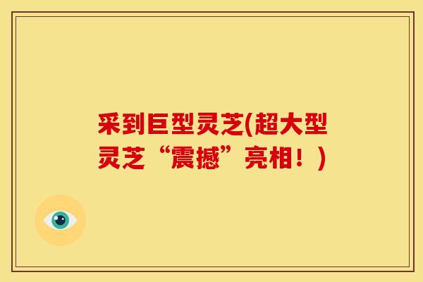 采到巨型灵芝(超大型灵芝“震撼”亮相!)