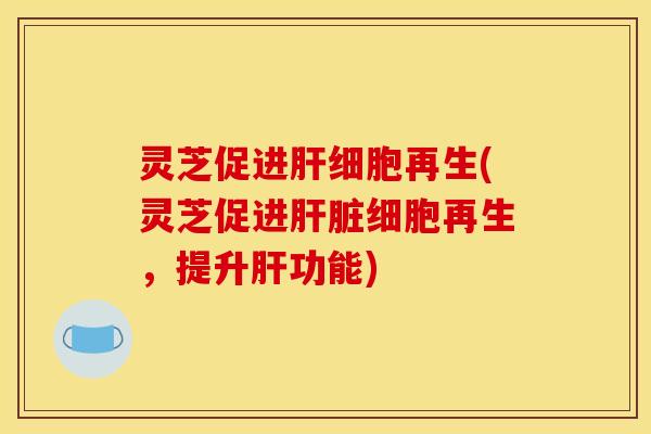 灵芝促进肝细胞再生(灵芝促进肝脏细胞再生，提升肝功能)