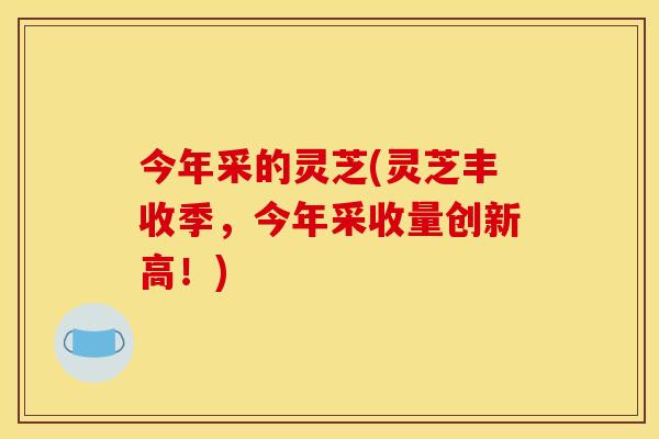 今年采的灵芝(灵芝丰收季,今年采收量创新高!)
