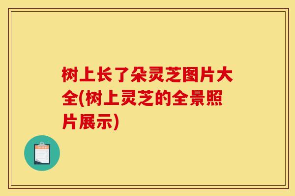 树上长了朵灵芝图片大全(树上灵芝的全景照片展示)