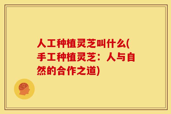 人工种植灵芝叫什么(手工种植灵芝：人与自然的合作之道)