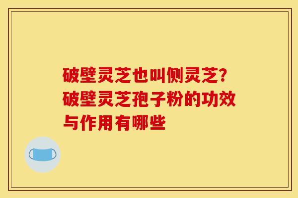 破壁灵芝也叫侧灵芝?破壁灵芝孢子粉的功效与作用有哪些
