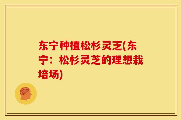 东宁种植松杉灵芝(东宁:松杉灵芝的理想栽培场)