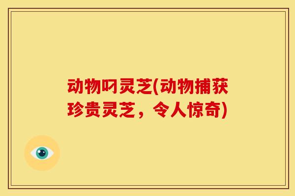 动物叼灵芝(动物捕获珍贵灵芝,令人惊奇)