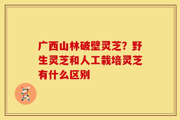 广西山林破壁灵芝?野生灵芝和人工栽培灵芝有什么区别