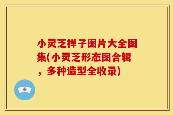 小灵芝样子图片大全图集(小灵芝形态图合辑,多种造型全收录)