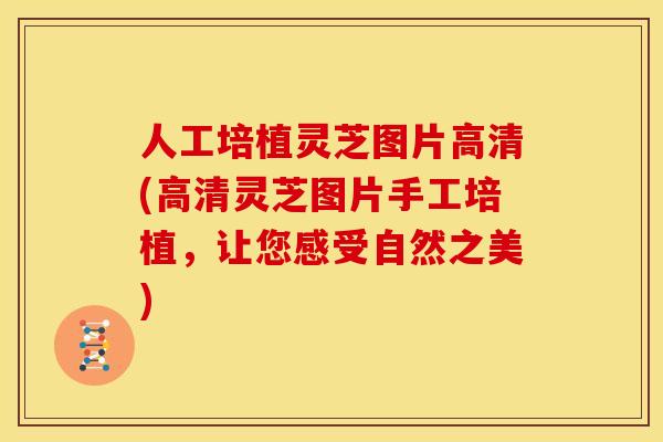 人工培植灵芝图片高清(高清灵芝图片手工培植,让您感受自然之美)