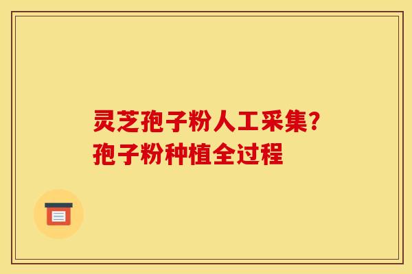 灵芝孢子粉人工采集?孢子粉种植全过程