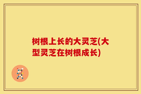 树根上长的大灵芝(大型灵芝在树根成长)