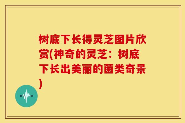 树底下长得灵芝图片欣赏(神奇的灵芝：树底下长出美丽的菌类奇景)
