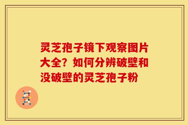 灵芝孢子镜下观察图片大全?如何分辨破壁和没破壁的灵芝孢子粉
