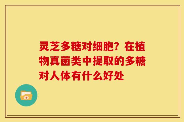 灵芝多糖对细胞?在植物真菌类中提取的多糖对人体有什么好处