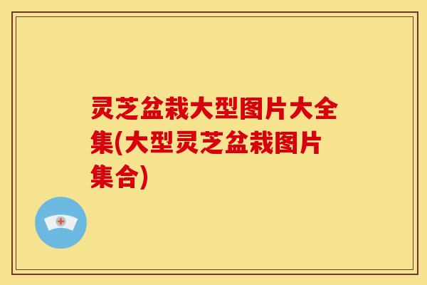 灵芝盆栽大型图片大全集(大型灵芝盆栽图片集合)