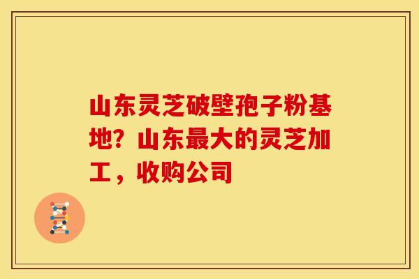 山东灵芝破壁孢子粉基地？山东最大的灵芝加工，收购公司