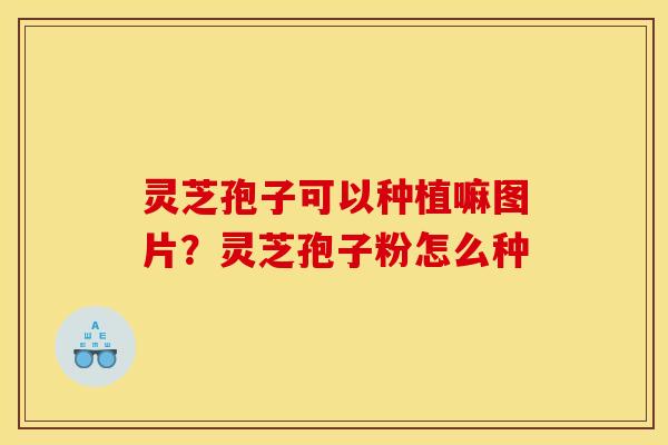 灵芝孢子可以种植嘛图片？灵芝孢子粉怎么种