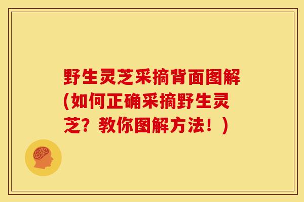 野生灵芝采摘背面图解(如何正确采摘野生灵芝?教你图解方法!)
