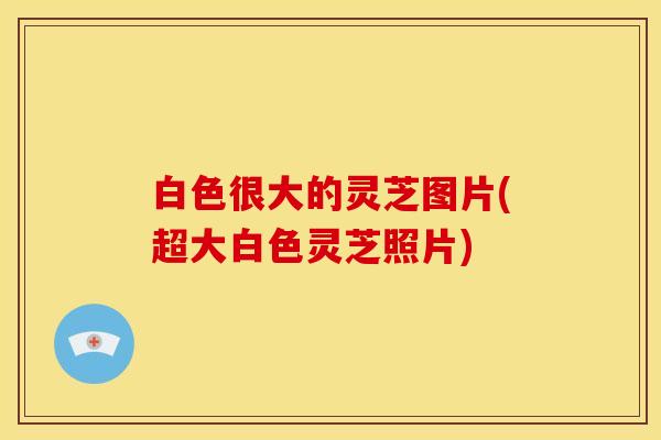 白色很大的灵芝图片(超大白色灵芝照片)