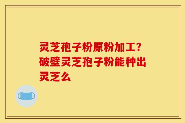 灵芝孢子粉原粉加工?破壁灵芝孢子粉能种出灵芝么