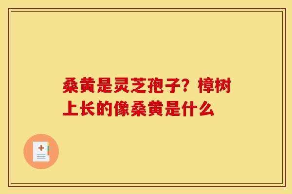 桑黄是灵芝孢子?樟树上长的像桑黄是什么