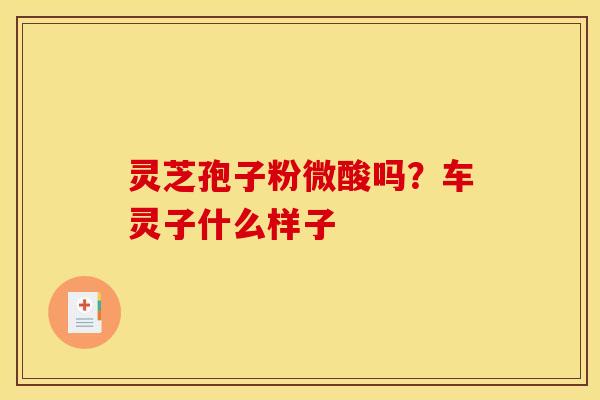 灵芝孢子粉微酸吗?车灵子什么样子