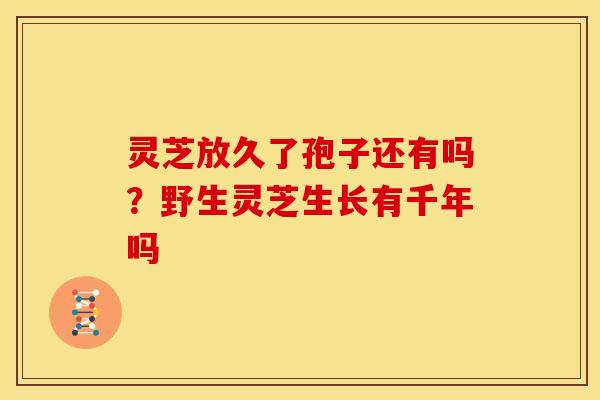 灵芝放久了孢子还有吗？野生灵芝生长有千年吗