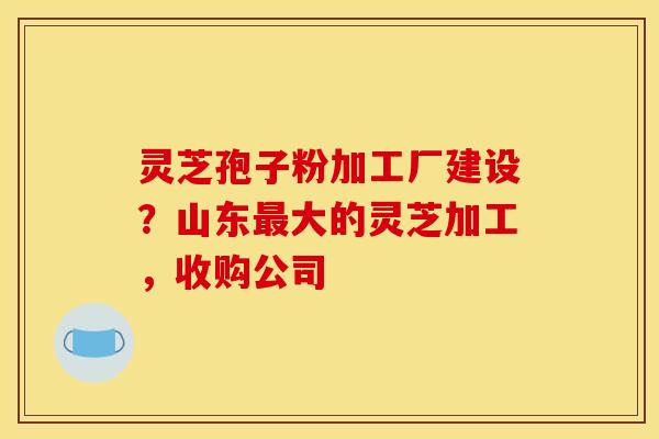 灵芝孢子粉加工厂建设?山东最大的灵芝加工,收购公司