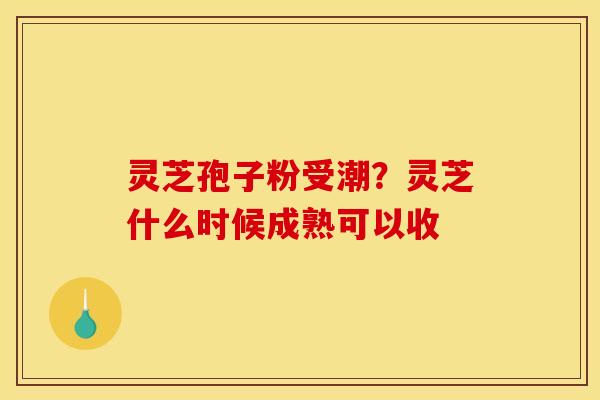 灵芝孢子粉受潮?灵芝什么时候成熟可以收