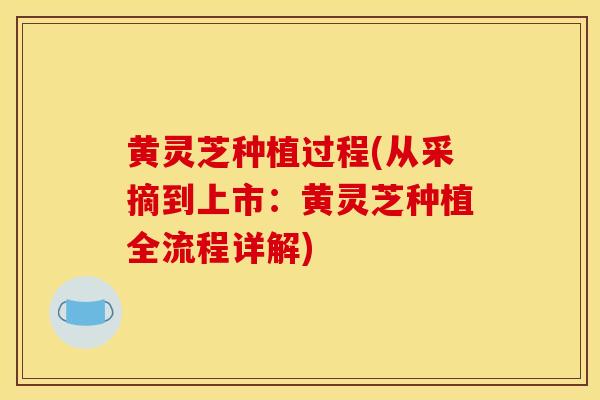 黄灵芝种植过程(从采摘到上市:黄灵芝种植全流程详解)