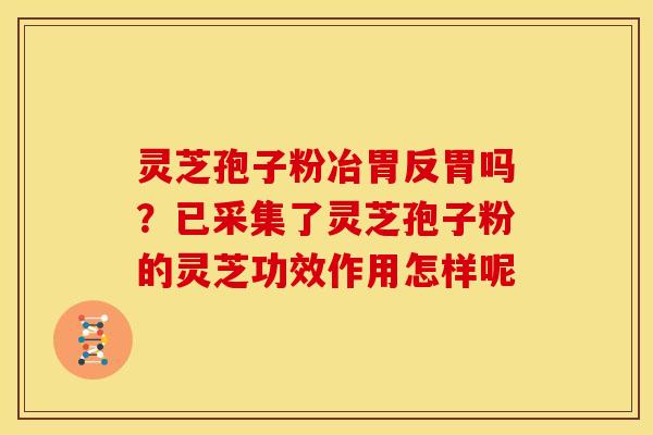 灵芝孢子粉冶胃反胃吗?已采集了灵芝孢子粉的灵芝功效作用怎样呢