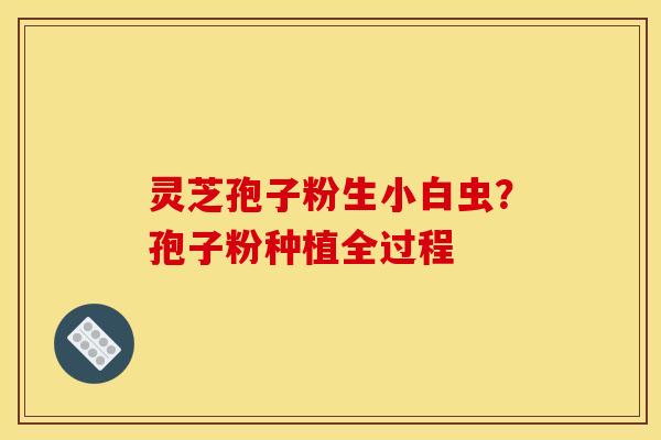 灵芝孢子粉生小白虫?孢子粉种植全过程