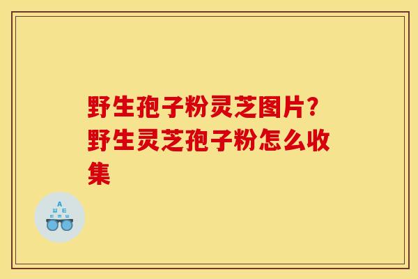 野生孢子粉灵芝图片？野生灵芝孢子粉怎么收集