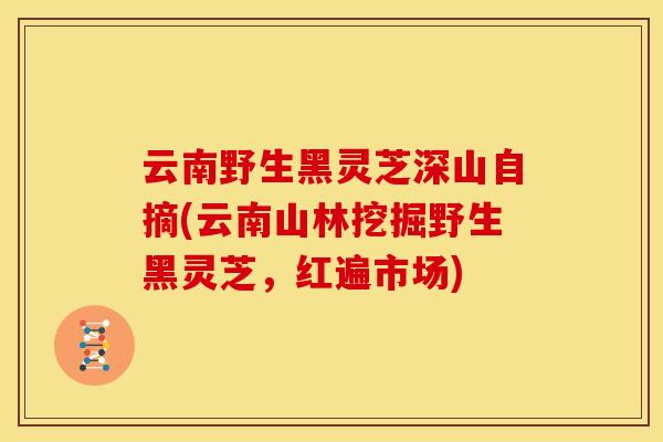云南野生黑灵芝深山自摘(云南山林挖掘野生黑灵芝，红遍市场)