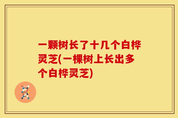 一颗树长了十几个白桦灵芝(一棵树上长出多个白桦灵芝)