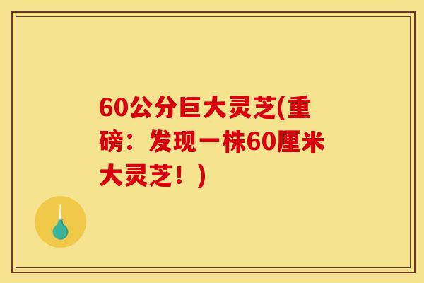 60公分巨大灵芝(重磅:发现一株60厘米大灵芝!)