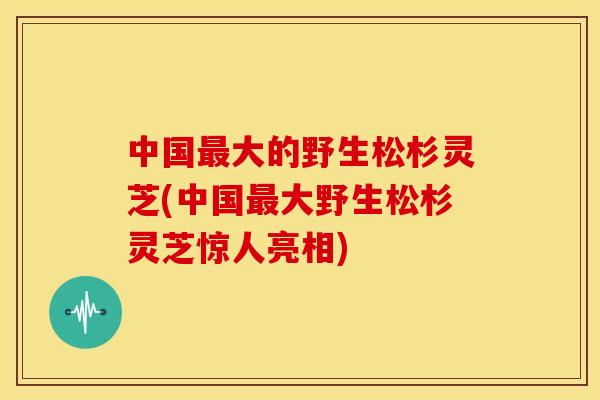 中国最大的野生松杉灵芝(中国最大野生松杉灵芝惊人亮相)