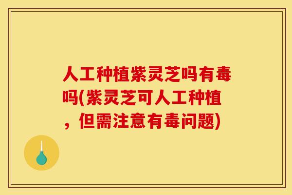 人工种植紫灵芝吗有毒吗(紫灵芝可人工种植，但需注意有毒问题)