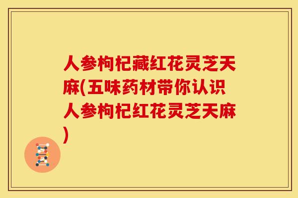 人参枸杞藏红花灵芝天麻(五味药材带你认识人参枸杞红花灵芝天麻)