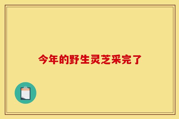 今年的野生灵芝采完了