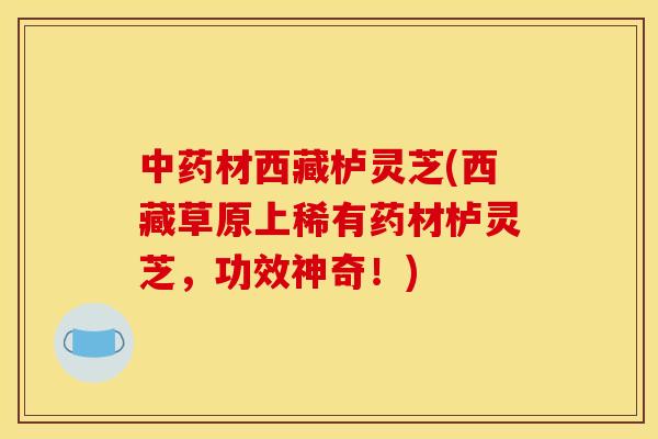 中药材西藏栌灵芝(西藏草原上稀有药材栌灵芝，功效神奇！)