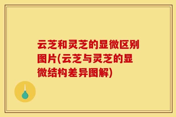 云芝和灵芝的显微区别图片(云芝与灵芝的显微结构差异图解)