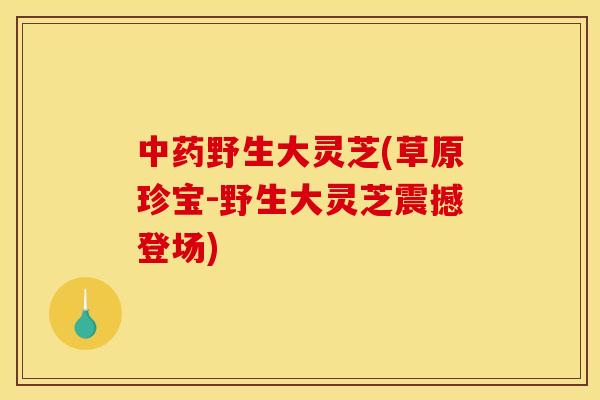 中药野生大灵芝(草原珍宝-野生大灵芝震撼登场)