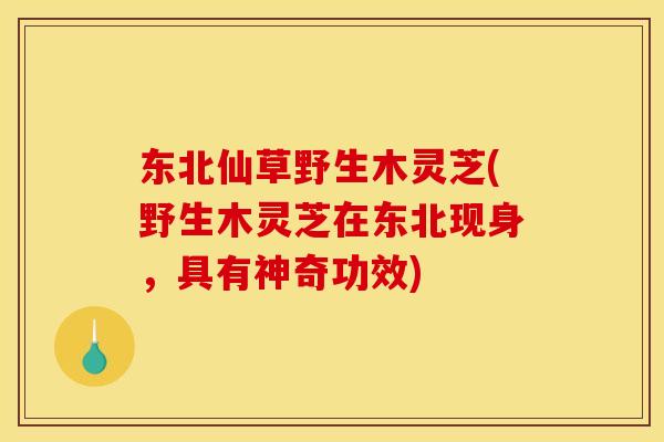 东北仙草野生木灵芝(野生木灵芝在东北现身,具有神奇功效)