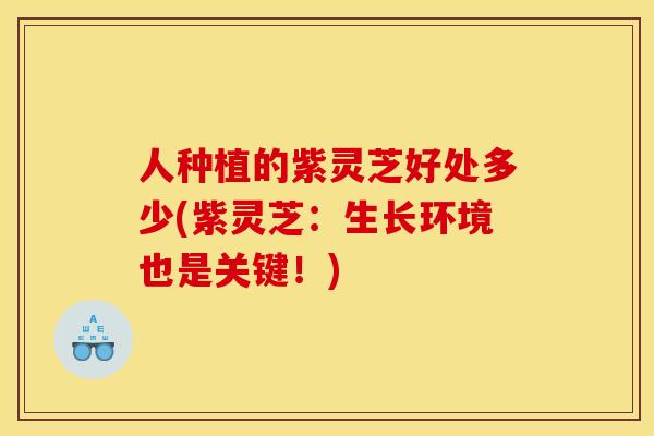 人种植的紫灵芝好处多少(紫灵芝:生长环境也是关键!)
