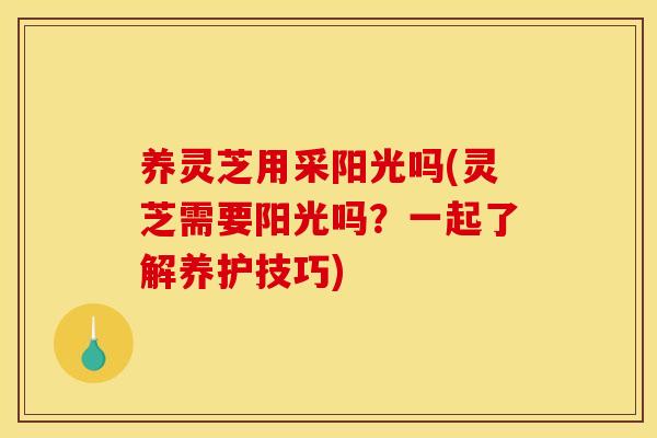 养灵芝用采阳光吗(灵芝需要阳光吗?一起了解养护技巧)